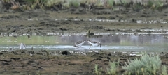 Calidris subminuta