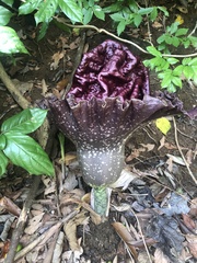 Amorphophallus paeoniifolius