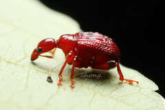 Apoderinae