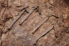 Atypidae