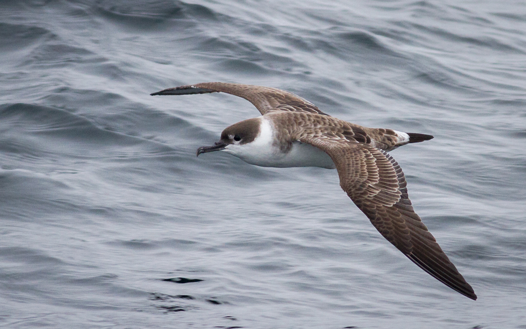 Great Shearwater photo