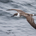 Great Shearwater - Photo (c) Fyn Kynd, some rights reserved (CC BY-SA), uploaded by Fyn Kynd