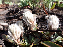 Ptilotus seminudus