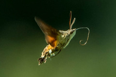 Macroglossum trochilus