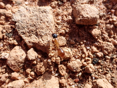 Camponotus nigriceps