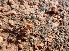 Camponotus nigriceps