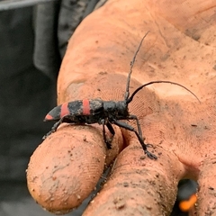 Ceroplesis orientalis