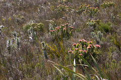 Leucospermum oleifolium
