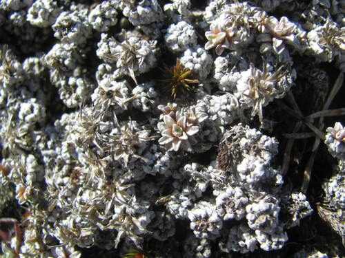 Image of Raoulia parkii by (c) Aalbert Rebergen, some rights reserved (CC BY)