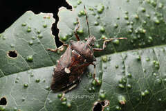 Eocanthecona thomsoni