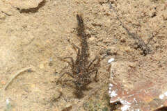 Platycnemis phyllopoda