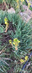 Bulbine frutescens