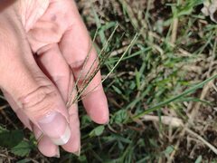 Digitaria violascens