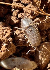 Porcellio