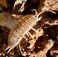 Porcellio