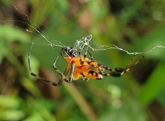 Leucauge fastigata