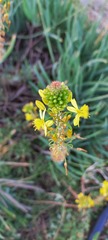 Bulbine frutescens