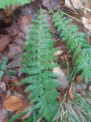 Polystichum braunii image