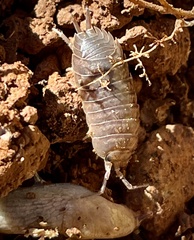 Porcellio