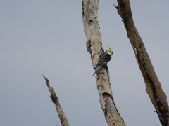 Nymphicus hollandicus