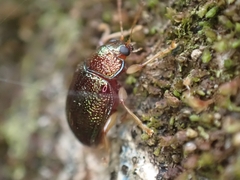 Eumolpinae