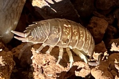 Porcellio