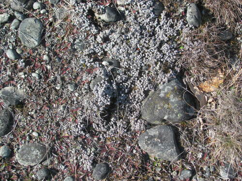 Image of Raoulia parkii by (c) Aalbert Rebergen, some rights reserved (CC BY)