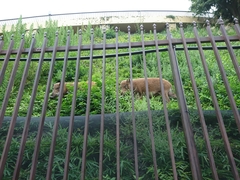 Sus scrofa leucomystax