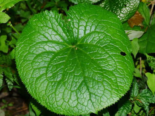 Image of Ligularia stenocephala by (c) Jacy Chen, some rights reserved (CC BY)