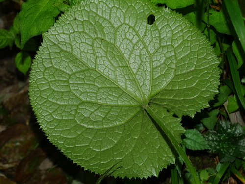 Image of Ligularia stenocephala by (c) Jacy Chen, some rights reserved (CC BY)