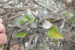 Mairia coriacea