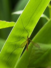 Nephrotoma appendiculata