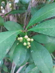 Ardisia squamulosa