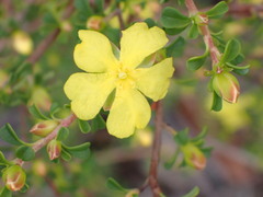 Hibbertia