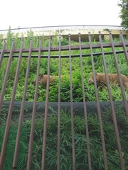 Sus scrofa leucomystax