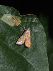 Eoophyla