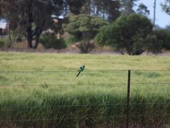 Barnardius zonarius barnardi