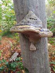 Fomes fomentarius
