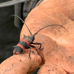 Ceroplesis orientalis