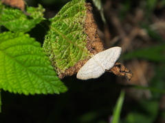 Sterrhinae