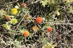 Leucospermum prostratum