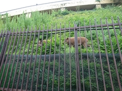 Sus scrofa leucomystax