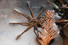 Dolomedes raptor
