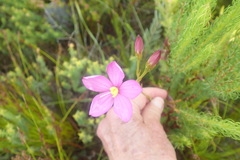 Chironia jasminoides