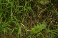 Digitaria velutina