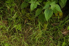 Digitaria velutina