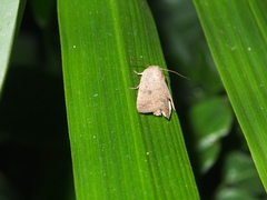 Athetis bremusa