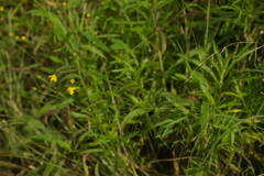 Eragrostis tenuifolia
