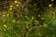 Digitaria velutina