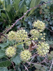 Hedera helix